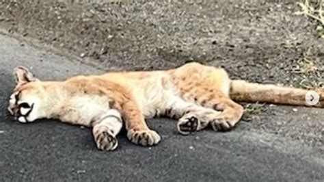 Mountain lion found dead near San Jose conservation area